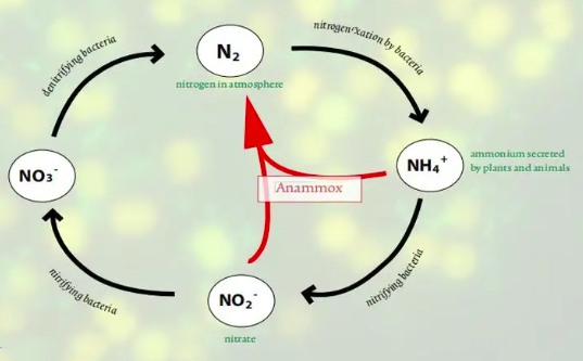 氨氧化細菌有什么作用（氨化細菌作用是什么）