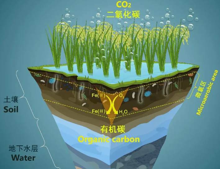 有機(jī)碳源和無(wú)機(jī)碳源的區(qū)別（什么是有機(jī)碳源）