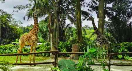 動(dòng)物園有什么污水需要處理怎么處理（野生動(dòng)物園污水環(huán)評(píng)標(biāo)準(zhǔn)）